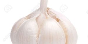 Garlic Bulb