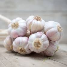 Garlic