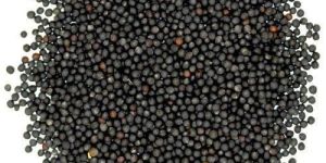 Black Mustard Seeds
