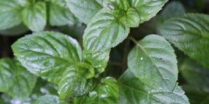 Basil Plant