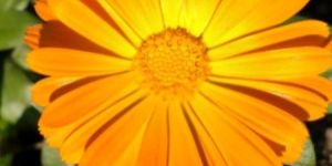 Calendula Live Plant