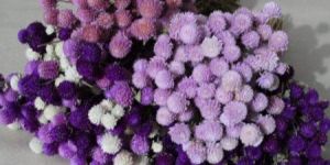 Different Set Color Dried Flowers