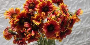 Gaillardia Flower Bunch