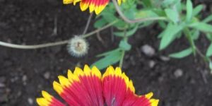 Gaillardia Flower Seeds