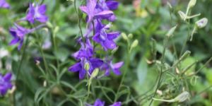 Larkspur Seeds