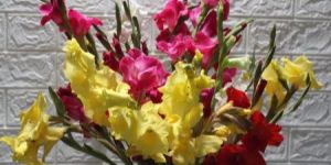 Mix Gladiolus Bouquet