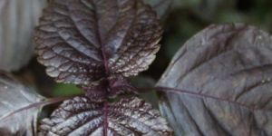 Perilla Frutescens Plant