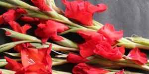 Red Gladiolus Bouquet