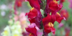 Snapdragon Mix Seeds