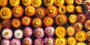 Strawflower Heads