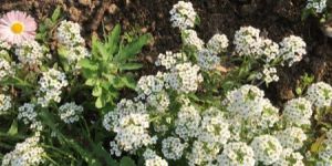 Sweet Alyssum Seeds