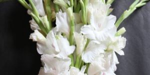 White Gladiolus Bouquet