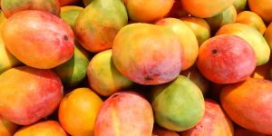 Fresh Alphonso Mango