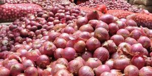 Fresh Red Onion