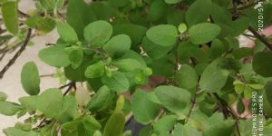 Tulsi Extract