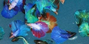 Betta Fish