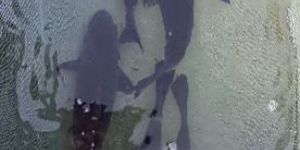 Imported Ornamental Fish