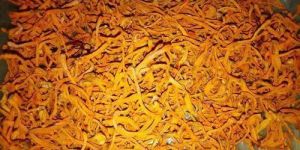 Cordycep Militaris Dried Fruiting Body