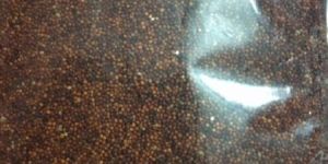 Ragi Seed