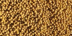 Soybean Seeds