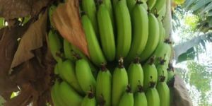 Fresh Green Banana