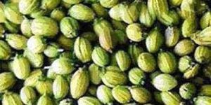 Coriander Seeds