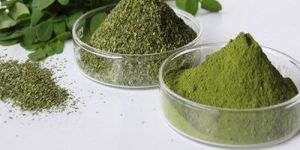 Dried Moringa Leaves Powder