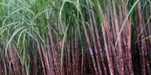 Sugarcane Plant Growth Regulator