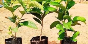Guava Plants