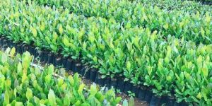 Kaju Plants
