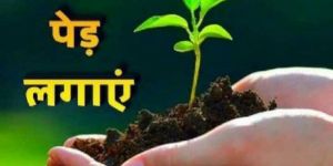 Tree Plantation Services