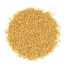 Yellow Mustard Seeds