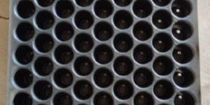 Plant Seedling Tray
