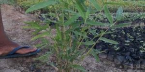 Bamboo Plant