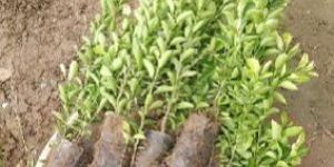 Lemon Plant