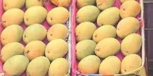 mango fruits.