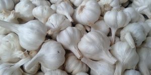 Fresh Garlic