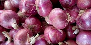Fresh Red Onion