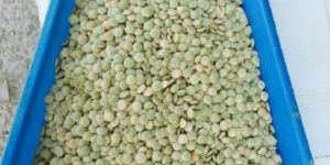 Green lentil / masoor dal