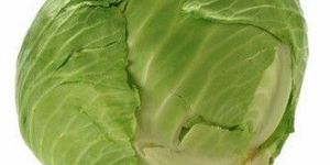 Fresh Cabbage