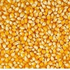 Maize