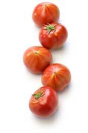 Fresh Tomato
