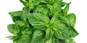 Basil Leaves