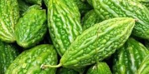 Bitter Gourd
