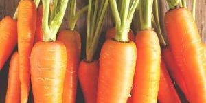 Fresh Carrot