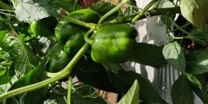 Green Capsicum