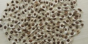 Drumsticks Seeds