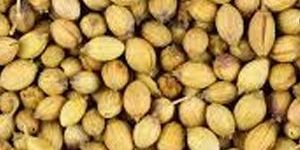 Coriander Seeds