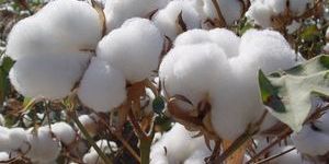 Raw Cotton