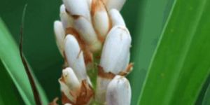 Cardamom